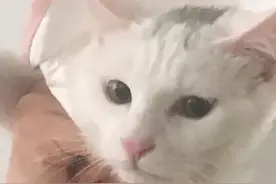 惊！该猫咪居然听得懂英语图片
