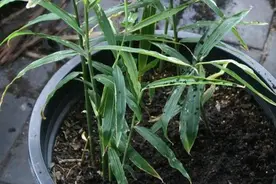 居家盆栽果树不现实，不如就养生姜，注意4点开花结果全没问题图片