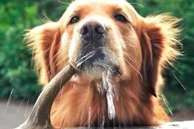 「睡前小故事」：The Thirsty Dog 一只口渴的狗图片