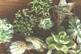 看完《皮囊》，才知道活着最难的是什么图片