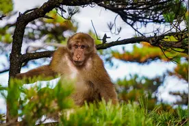 浅谈红面猴的生活习性、等级制度、见面礼仪和交配行为图片