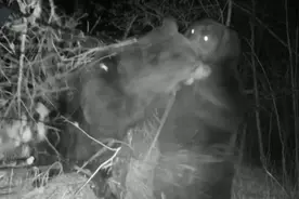 现场曝光：中国熊和俄罗斯熊在边境大打出手，难分胜负图片