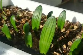 新手如何选择君子兰一，日本兰与国兰君子兰之争图片