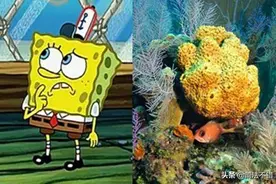原来，“海绵宝宝”是真实存在的动物图片