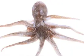 号称外星生物的八爪鱼，你见过干的吗？图片