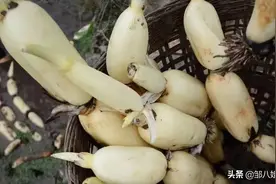 买莲藕，学会区分“粉藕”和“脆藕”，差别很大，弄明白了不买错图片