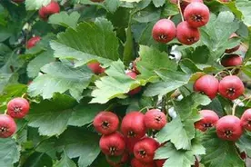 三种山楂害虫的综合防治方法图片