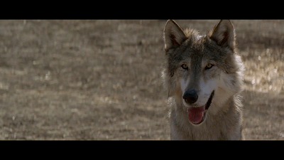 鸡皮疙瘩no.4在线观看