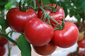 为什么现在的西红柿没有小时候的味道？16年老菜农经验分享图片