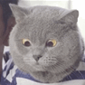《猫咪田园》萌系猫咪养成游戏，猫咪爱好者的狂欢！3月12日上线