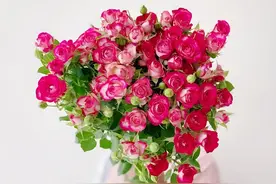 多头玫揭秘三 |  玫瑰的不同表达式，你知道多少图片