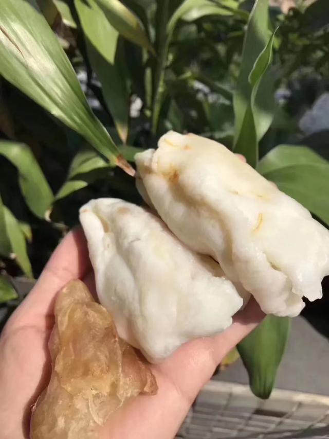 蝴蝶胶与花胶筒 蝴蝶胶与花胶筒哪个好