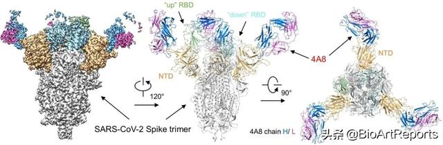 不结合RBD的抗体也能中和SARS-CoV-2