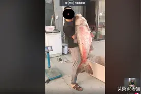 淮北塌陷区，70斤巨型白鲢鱼出水，钓友：这要多大的线组？图片