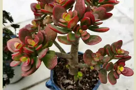 相信一切都是最好的安排，自己努力过就不遗憾图片