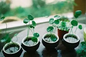 华杉教学 | 探究小种子的奥秘图片