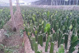 它是“天然葡萄糖”，曾经南方才有，如今北方也能种，４元/斤图片