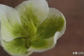 除螨仪效果差异大，松下飞利浦惠而浦德尔玛等功能差图片