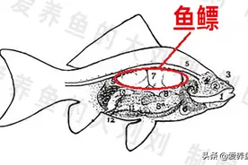 金鱼失鳔怎么治疗？什么原因导致的？图片