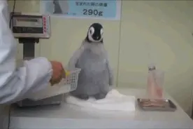 搞笑动物合集图片