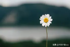 疲惫的生活，总要有一些温柔的梦图片