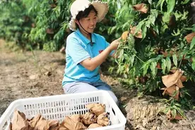 菏泽高新区吕陵镇王刚虎：种下黄桃树 喜结致富果图片