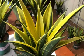 九种“养不死”的花，绿萝只能排最后一名，再养不活只能买假花了图片