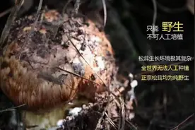 植物医生：揭秘“菌中之王”神奇护肤价值 高山松茸实力祛黄透亮图片