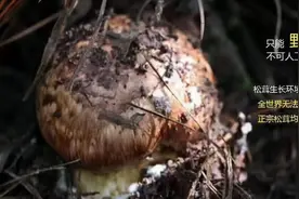 植物医生：揭秘“菌中之王”神奇护肤价值 高山松茸实力祛黄透亮图片