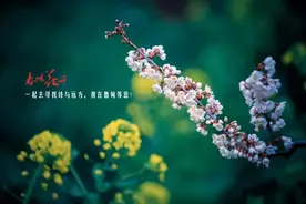 好美！又被云南春天的花海惊艳到了图片