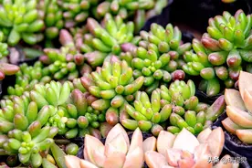 那些花儿：多肉植物，全世界共有一万余种，在分类上隶属100余科图片
