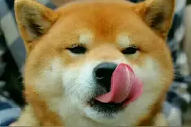 盘点评分最高的11首“舔狗”歌曲，哪一首是你心中的No.1？图片