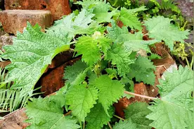 俗称“火麻”，有人拿来擦屁股“酸爽无比”，如今成野菜98元1斤图片