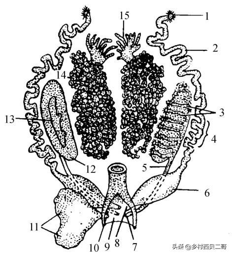 牛蛙的人工高效养殖技术