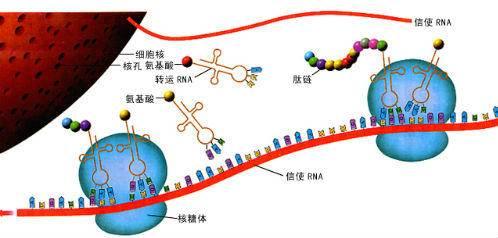 染色体、DNA、基因、RNA傻傻分不清？它们到底有什么区别？