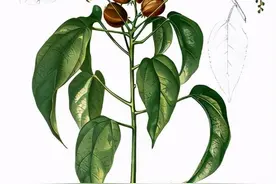 每日一中药——巴豆图片