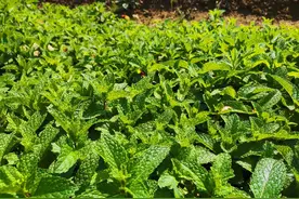 农村常见的薄荷野菜，药食同源可观赏，把握3个要点简单易种图片