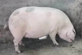 养母猪，想要母猪多产仔，学会五点，能提高母猪产仔数图片