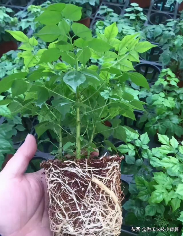 作物根系不良、长势差，使用哪种生根剂促根、缓苗、壮棵效果好？