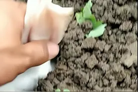 男子拔萝卜时发现个洞，感觉里面会有硬货，用手一掏还真有收获图片