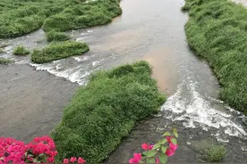 没发觉深圳一直有这么的小溪河流，那还想着回不去的村为什么呢？图片