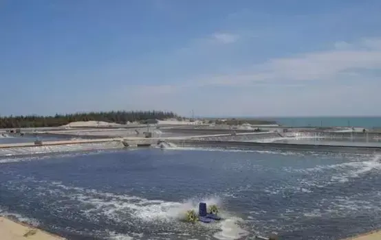 过好对虾养殖“补钙”关，学会正确补钙很重要！