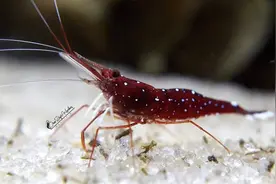 苏拉威西观赏虾，能够与海水观赏虾相媲美的淡水观赏虾，饲养入门图片