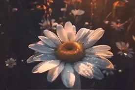 小雏菊花语图片