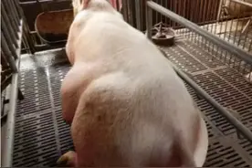 母猪预产期过几天正常？母猪怀孕123天没生怎么办？果断要这样做图片