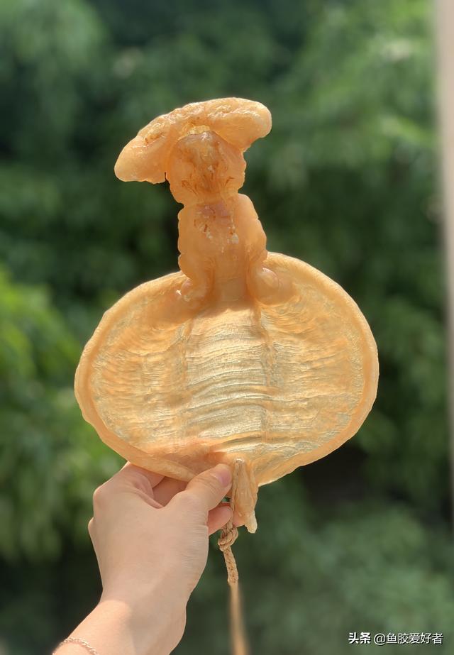 甲肚鱼胶功效 甲肚鱼胶功效与作用是什么