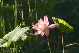 应用文备考：贺信\辩论稿\表扬信（格式+注意点+原题+范文）图片