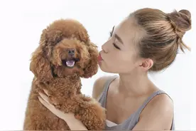 泰迪犬“初老”的5大表现，你家有哪些？图片