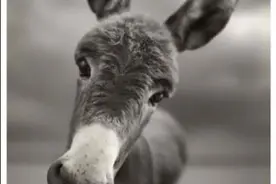 我是一头驴图片