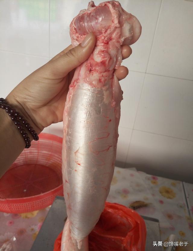 所有的鱼鳔都是花胶吗 2025年所有的鱼鳔都是花胶吗图片